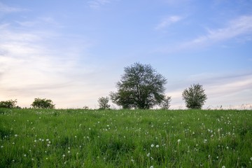 Obraz premium Green meadow with trees and views to mountains. Slovakia