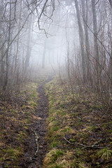 Misty forest