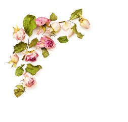 Obraz premium Dried pink dose flowers corner arrangement