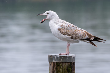 Mantelmöwe (Larus marinus) kreischende © mirkograul