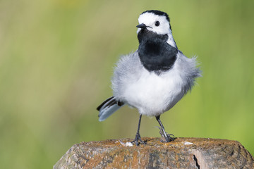 Bachstelze (Motacilla alba) mit einem verkrüppelten Fuß