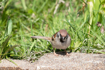 Front view of eurasian tree sparrow sitting on the ground with grass in the background