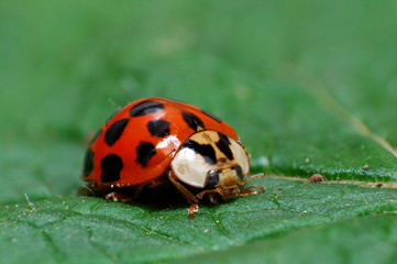 Ladybird sitting on grass in the meadow. Ladybug in nature