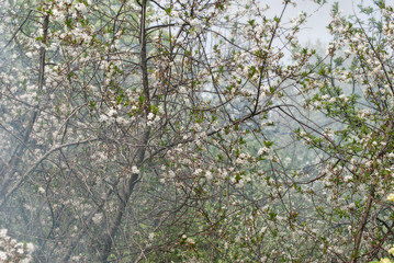 Blooming cherry in the spring in the garden against the backgrou