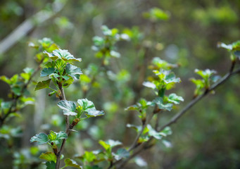Fototapeta premium Gooseberry branches in the garden. Selective focus.