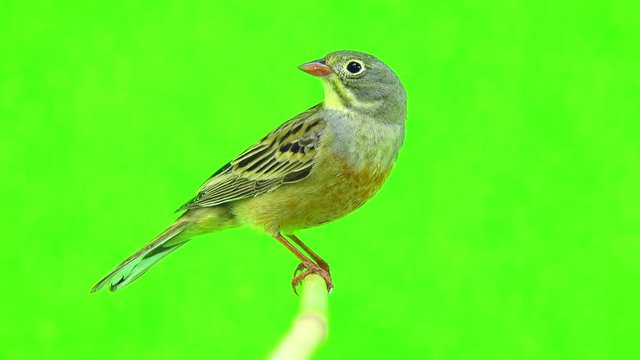 ortolan (Emberiza hortulana) isolated on a green background in studio shot