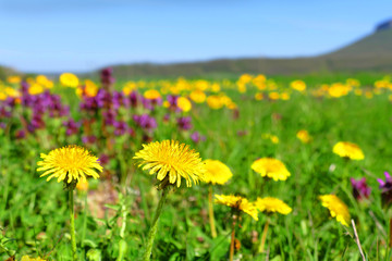 Obraz premium Spring meadow with blossoming dandelions.