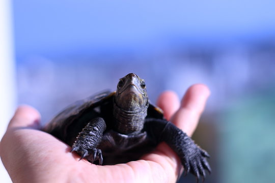 日本のカメ