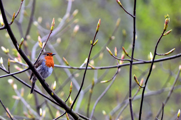 European robin on a branch