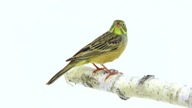ortolan (Emberiza hortulana) isolated on a white background in studio shot