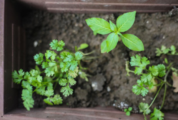 plant