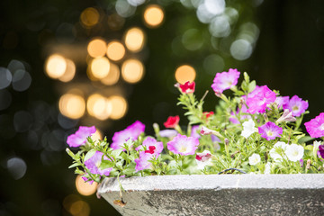 Naklejka premium Beautiful pink flower with orange color lighting bokeh background