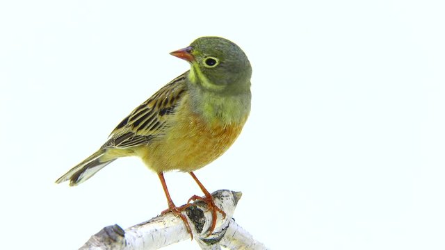ortolan (Emberiza hortulana) isolated on a white background in studio shot
