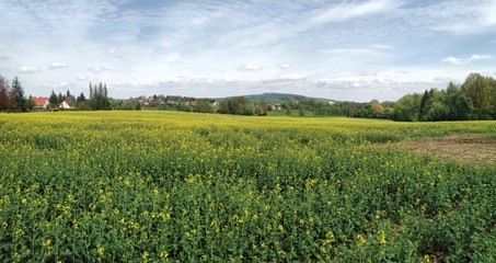Blick auf den Kottmar von Neugersdorf über ein Rapsfeld im Mai 2017