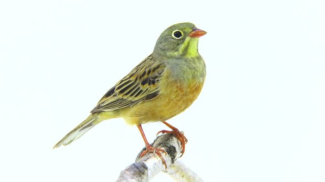 ortolan (Emberiza hortulana) isolated on a white background in studio shot