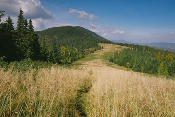 Green forested Carpathian Mountains