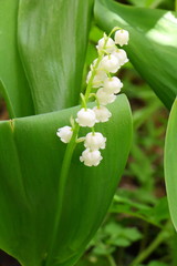 Нежный цветок ландыш