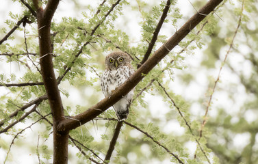 Pearl-spotted Owlet (Glaucidium perlatum) Perched in an Acacia Tree in Northern Tanzania