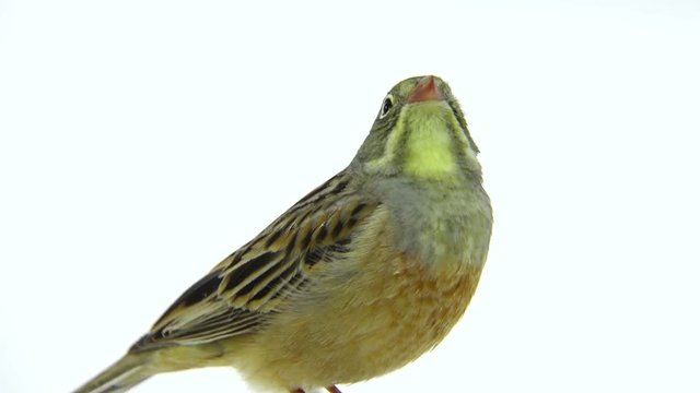 ortolan (Emberiza hortulana) isolated on a white background in studio shot
