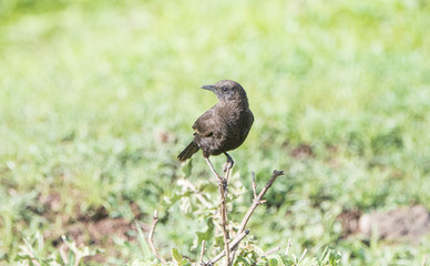 Northern Anteater-Chat (Myrmecocichla aethiops) In Wet Grassy & Rocky Habitat in Northern Tanzania
