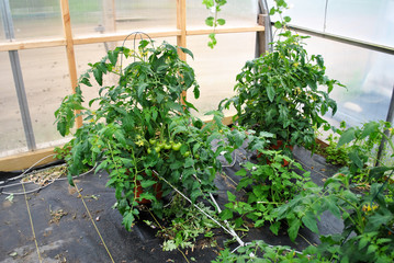 Spring Tomato Plants Growing in a Greenhouse