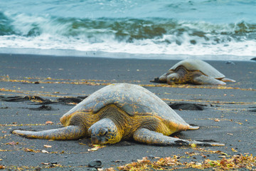 Green sea turtles