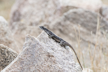 Flat-headed Rock Agama (Agama mwanzae) Perched on a Rock in Northern Tanzania