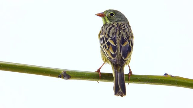 ortolan (Emberiza hortulana) isolated on a white background in studio shot