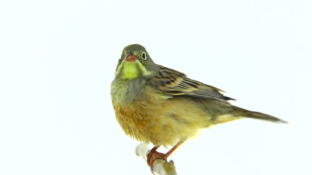 ortolan (Emberiza hortulana) isolated on a white background in studio shot