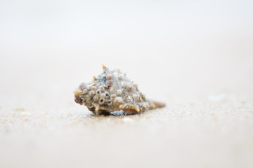 Obraz na płótnie Canvas Hermit crab walking along beach