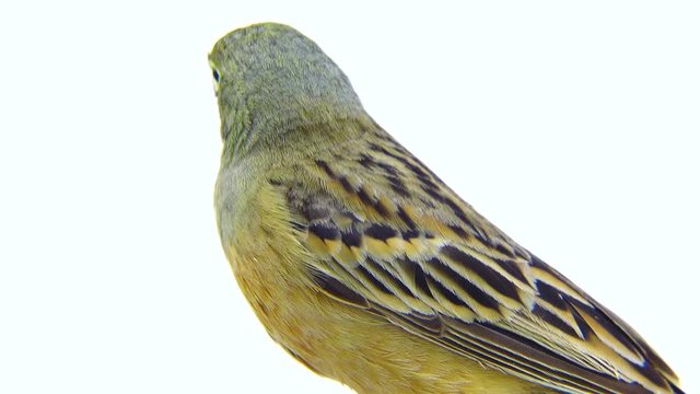 ortolan (Emberiza hortulana) isolated on a white background in studio shot
