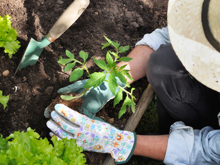 plantation de pied de tomate dans jardin par une femme 