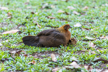 Brown hen on the grass.