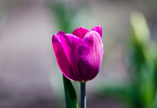 Single pink Tulip