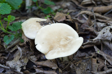 St. George's mushroom on forest ground, top view