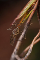 Mosquito sitting on a branch