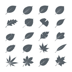 Collection of Grey Leaves. Vector Illustration. - obrazy, fototapety, plakaty
