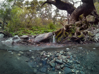 Fototapeta premium Under water in forest