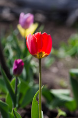 Flowers tulips