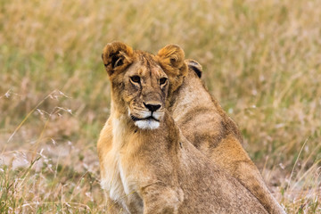 Small lion in the savanna. Masai Mara, Kenya