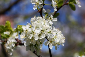 White flowers of blooming tree plum. Spring colors
