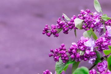 Fototapeta na wymiar violet lilac flowers with water drops,