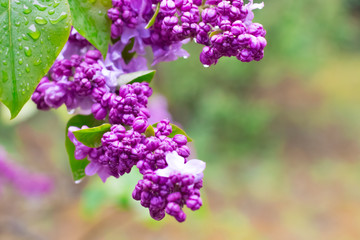 Obraz premium violet lilac flowers with water drops