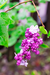 violet lilac flowers with water drops,
