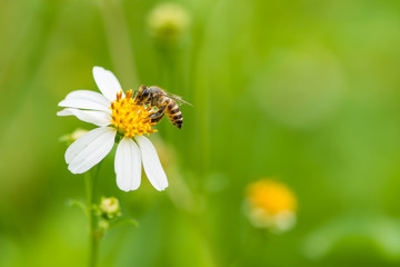 Bee is collecting the nectar from wild daisy. © phichak