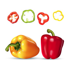 Vector realistic colorful illustration of paprika.