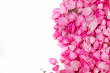 Beautiful pink flower petal on white background for design