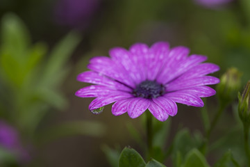 Obraz premium Water drop on the daisy flower petal, macro.