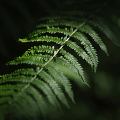 Fern in sunlight