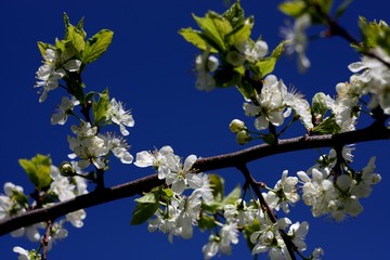 White flowers of blooming tree plum. Spring colors on picturesque blue sky background